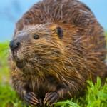 Wild Beaver