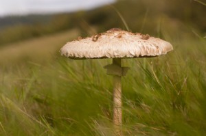 parasol mushroom
