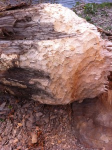 bilder vom iphone 495
