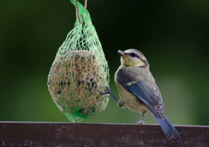 hungry blue tit, garden