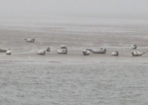 wattenmeer Kopie
