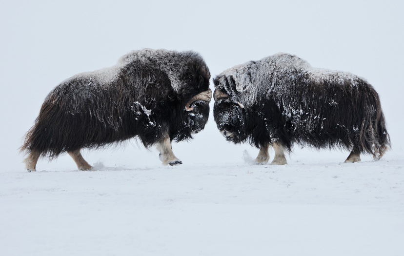 Na wer wird denn gleich streiten! Beeindruckende Bilder von professionellen Tierfotografen gibt es auf der App. Foto: (c) wild wonders of europe, Vincent Munie