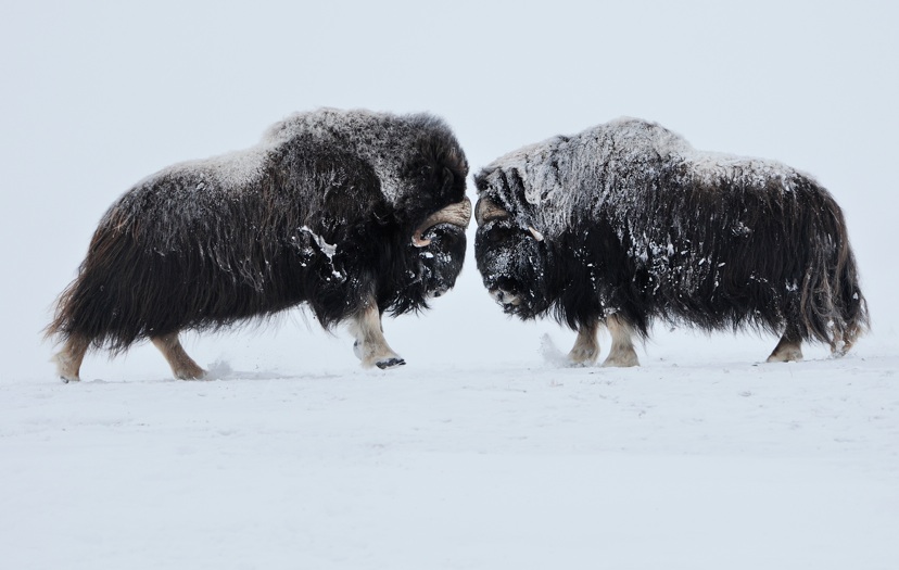 Na wer wird denn gleich streiten! Beeindruckende Bilder von professionellen Tierfotografen gibt es auf der App.  Foto: (c) wild wonders of europe, Vincent Munie