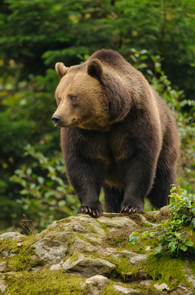 Bärig gut geht es den Bären im alternativen Bärenpark Worbis (Thüringen). Hier gibt es auch tolle Outdoor-Veranstaltungen für Kinder. Foto: © Julius Kramer - Fotolia.com