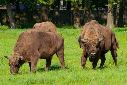 Auf Usedom können Outdoor Kinder die Könige des Waldes beobachten: Wisente! Foto: © Krzysztof Jaroma - Fotolia.com