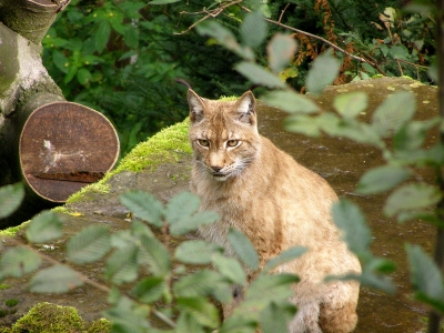 Stellt mal die Ohren auf: Im Heimat-Tierpark Olderdissen (Bielefeld) könnt Ihr kostenlos Tiere aus nächster Nähe beobachten. Foto: Karl-Heinz Schack  / pixelio.de