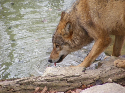 Wer sich Zeit nimmt, kann im Heimat-Tierpark Olderdissen (Bielefelf) auch die Wölfe beobachten. Die sind gar nicht böse, sondern sehr sozial untereinander.  Foto: Marco Schlüter  / pixelio.de