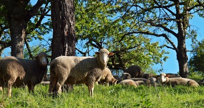 Eine schafe Sache! In der Rhön können die Outdoor-Kinder im Heu oder im Schäferwagen übernachten. Foto: (c) luise / pixelio.de