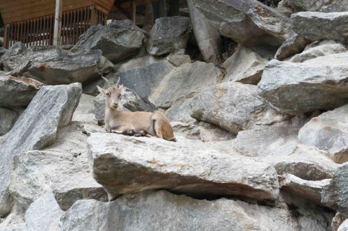 Vom Steinbock bis zum Laubfrosch gibt es 150 Tierarten aus den Alpen im Zoo von Innsbruck zu bewundern. Foto: (c) Kinderoutdoor.de