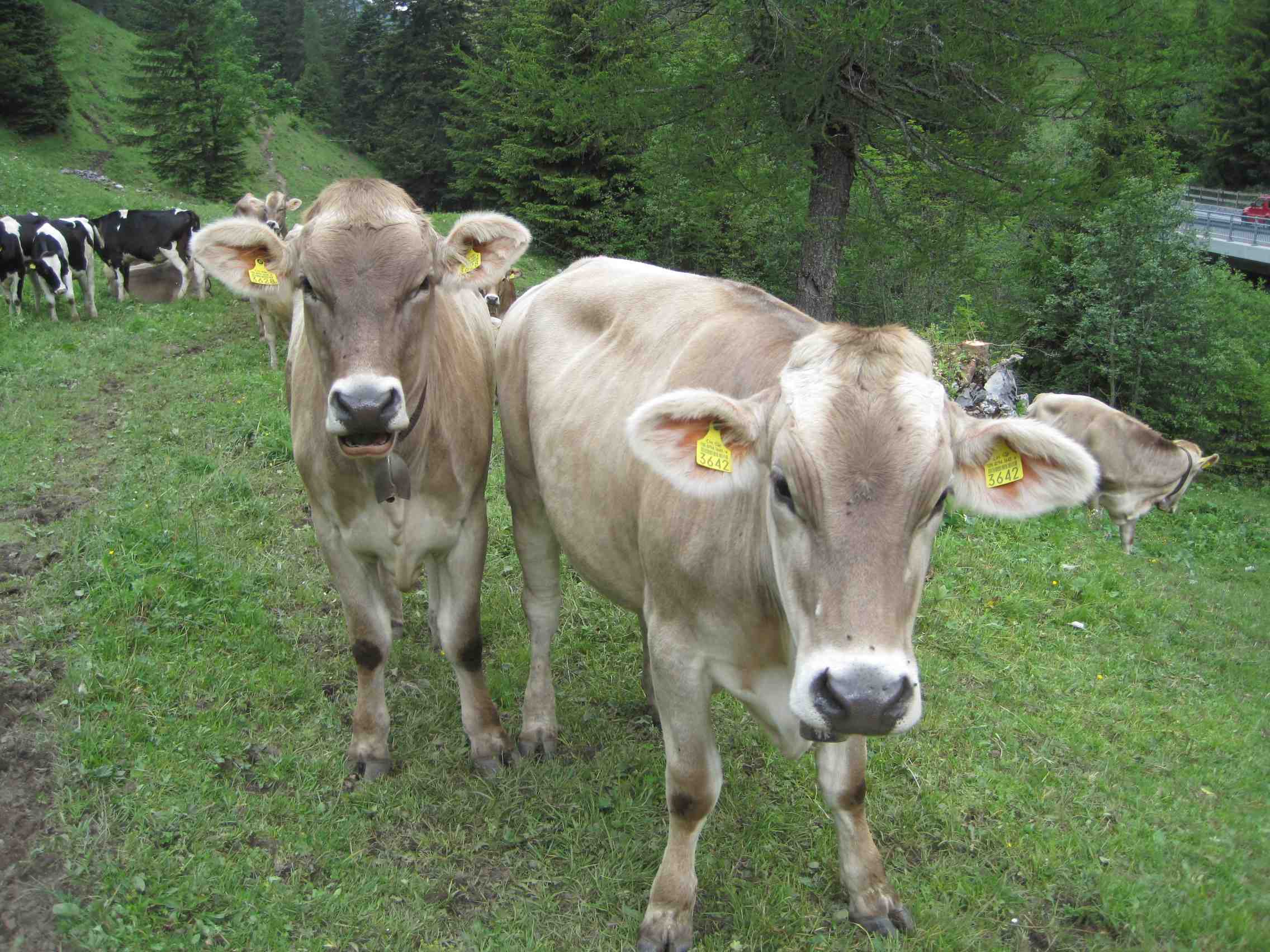 Zwei Wetterexpertinnen bei der Arbeit. Fressen die Kühe besonders gierig Gras oder drängen sie von selbst zum Stall: Dann zieht Ihr als Outdoorer schon mal die Regensachen an.... Foto: (c) Kinderoutdoor.de