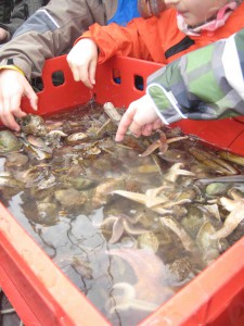 Kuck mal was da alles im Netz ist! Outdoor Kinder schauen sich an, was alles in der Nordsee schwimmt. Foto.(c) Kinderoutdoor.de