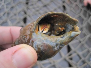 Auch ohne Bauspar-Vertrag ein eigenes Zuhause! Im Wattenmeer ist alles möglich. Foto:(c) Kinderoutdoor.de