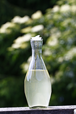 Leuchtendes Weißgold in der Flasche! Mit wenig Aufwand könnt Ihr den Holundersirup selber machen. Foto: günther gumhold  / pixelio.de