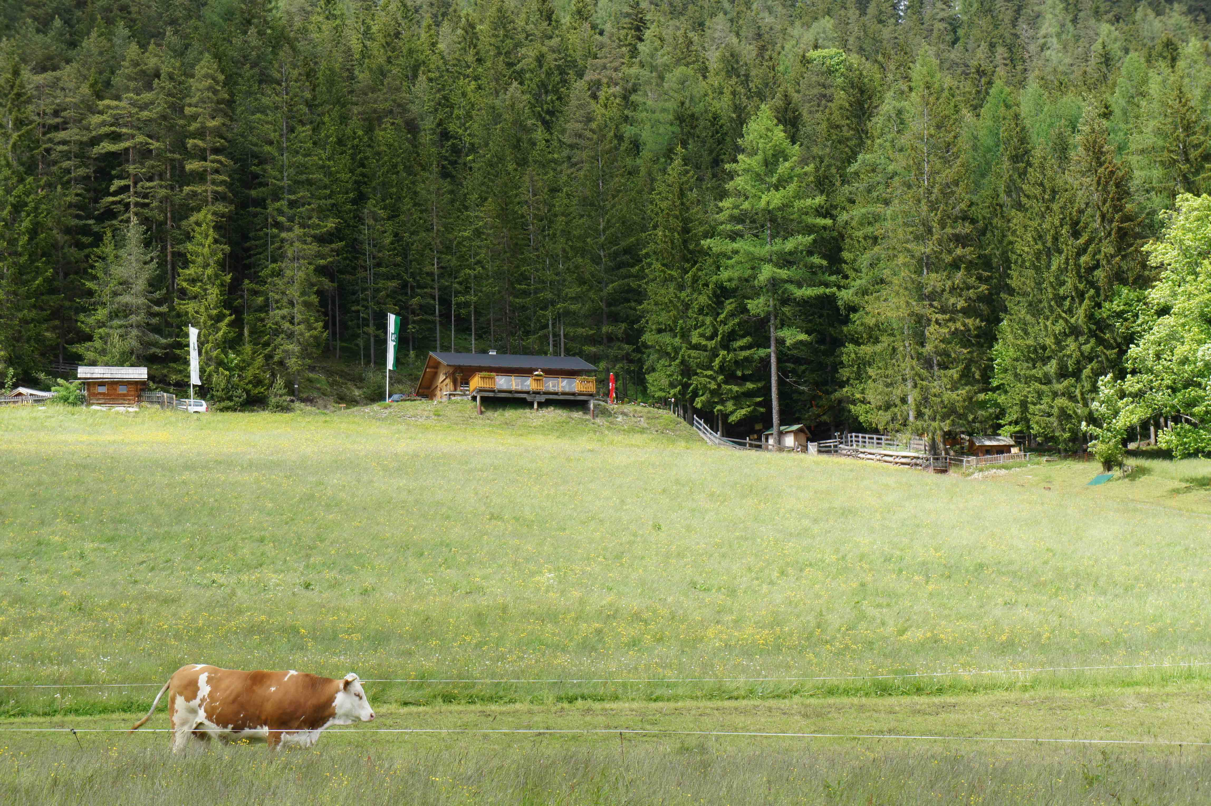Die Sattelberghütte in Ramsau am Dachstein bietet einen wunderbaren Blick auf die Planai und einen tollen Spielplatz mit Kinderbauernhof! Foto: (c) Kinderoutdoor.de