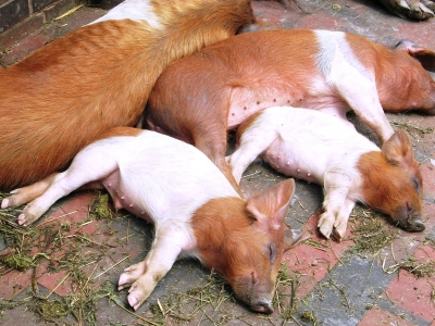 Schwein gehabt! Europas größter Tierpark für bedrohte Haustierrassen ist die Arche Wader in Schleswig Holstein. Hier leben artgerecht seltene Tiere wie das dänische Protestschwein. Foto: Birgit Winter / pixelio.de