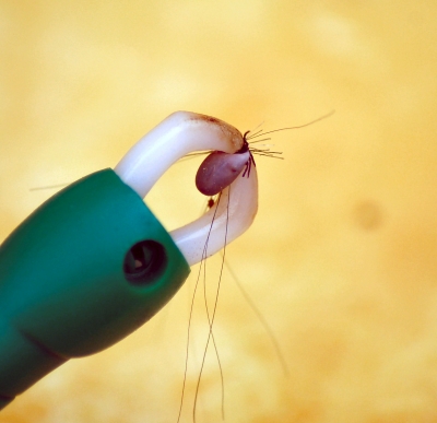 Ausgebissen! Mit einer Zeckenzange könnt ihr die Parasiten schnell und sicher entfernen. Foto: Sylvia Voigt  / pixelio.de