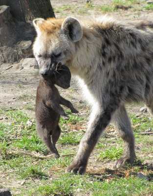 Mama packt zu! Im Tierpark Berlin können Outdoor Kinder den flächenmäßig größten Zoo Europas erkunden. Foto: (c) Rolf Handke / pixelio.de