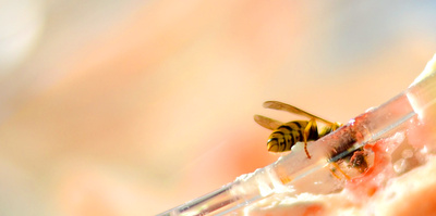 Ups! Das kann bösen enden. Was bei einem Wespenstich zu tun ist, sollte jeder wissen, ger gerne draussen unterwegs ist. Foto: (c) Antje Knepper  / pixelio.de