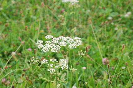 Bauchschmerzen bei Kindern müssen nicht sein! Stellt aus den Samen vom Wiesenkümmel einen Sud her. Der hilft! Foto: © ernstboese - Fotolia.com