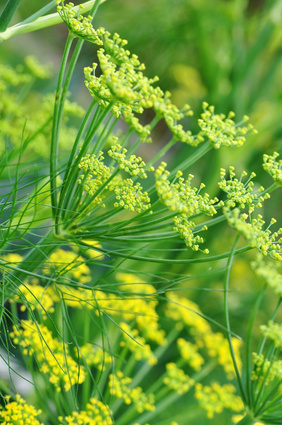 Tut Deinem Kind das Bäuchlein weh, brau ihm einen Fencheltee! Seit Jahrtausenden lindert der Fenchel die Bauchschmerzen bei Kindern. Foto: © Marianne Mayer - Fotolia.com