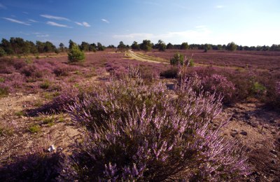 Urlaub in Niedersachsen: Nordsee und Heide. Ein ideales Terrain für Outdoor Familien Foto: (c) Lüneburger Heide GmbH