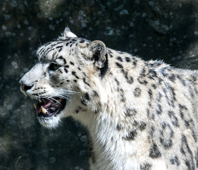 15 m weit kann ein Schneeleopard springen. Zu schätzen wie weit 15 m sind und welche Tiere am weitesten springen ist die Aufgabe von dieser Spielstation. Foto: (c) kinderotudoor.de