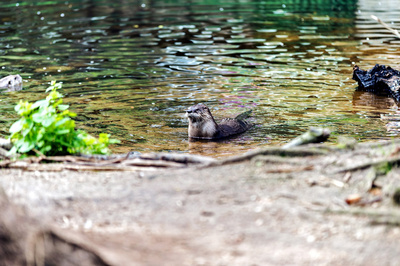 Otter bleiben wir hier länger? Im Otterzentrum Hankensbüttel vergeht die Zeit wie im Flug! Foto: Ich-und-Du / pixelio.de