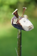 Stellt den Giraffenkopf fertig bevor Ihr das Tier zusammenbaut. Foto: (c) Kinderoutdoor.de