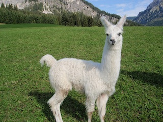Auf der Traualpe in der Ferienregion Tannheimer Tal verbringen Lamas und Kühe den Sommer gemeinsam. Bildnachweis: Gebhard Schneider
