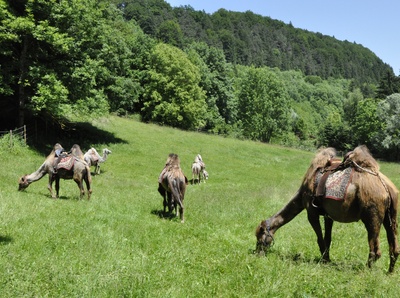 Das ist keine Foto-Montage! Mit Kamele in Bayern wandern ist völlig normal. Foto: (c) CIS / pixelio.de
