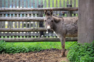 Am Vogelsberg gibt es Wanderungen mit Eseln oder Lamas und ein erloschener Vulkan ist auch dabei. Foto:(c) Anna Rosin / pixelio.de