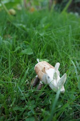 Heute schnitzen wir ein Nashorn. Für kleine Holzschnitzer ab acht Jahren ist diese Bastelei geeignet. Foto: (c) Kinderoutdoor.de