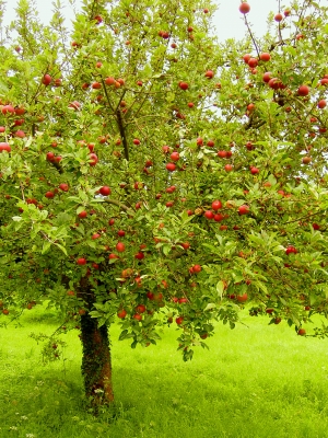 Ein Mus für alle Freunde von gesundem Essen: Äpfel! Foto: (c) Löwenzahn  / pixelio.de