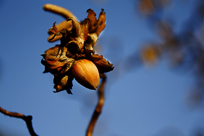 Ernte in der Stadt: Lecker Haselnüsse! Foto: (c) günther gumhold  / pixelio.de