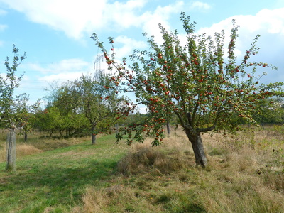 Wunderbare Streuobstwiesen, wie diese hier, erwarten Euch bei einer Extratour im Naturpark Lahn-Dill-Bergland. Foto:(c) Dr. Klaus-Uwe Gerhardt / pixelio.de