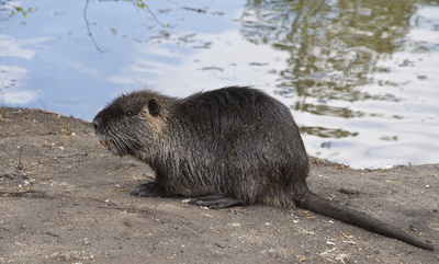 Das Kind hat noch nie einen Biber gesehen? Dann ab in den Wildpark! Foto(c) Jürgen Treiber  / pixelio.de