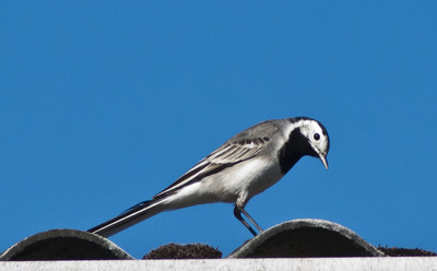 Mit einer App die Vogelarten bestimmen. Wir haben es ausprobiert. Foto: (c) Jewgenia Stasiok / pixelio.de