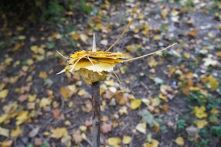 Flott geht es bei der Schnitzeljagd zu wenn es ans Laubspießen geht. Foto: (c) kinderoutdoor.de