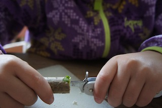Bei unserer Kastanien-Bastelei erst einmal das Mark aus dem Hollunder kratzen. Foto: (c) kinderoutdoor.de