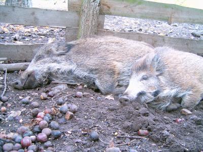Wildschweine und andere scheue Waldtiere lassen sich im Wildgehege Moritzburg beobachten. Foto: (c) ddmast / pixelio.de