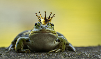 Der Frischkönig wartet auch bei den Schnitzeljagd Aufgaben.....Quaaaak! Foto: Gabriela Neumeier / pixelio.de