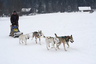 Haltungsnote Eins! Steffen hat seine vier Schlittenhunde richtig gut im Griff, oder umgekehrt? Foto (c) Steffen