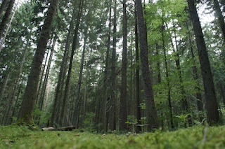 Bei einer Schnitzeljagd im Wald müsst Ihr so gut wie nichts mitnehmen: Es ist alles schon da! Foto (c) Kinderoutdoor.de