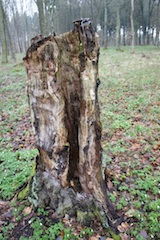 Ein hohler Baumstumpf ist ideal für unser Spiel: Baumroulette. Foto: (c) Kinderoutdoor.de