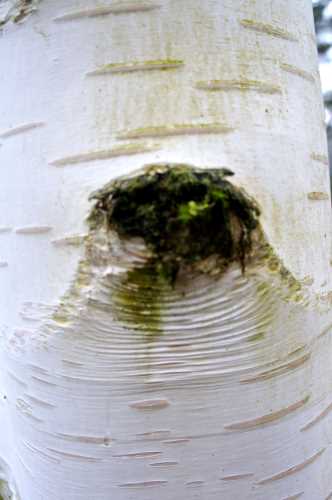 Wie heißt dieser Baum nochmal? Auch das ist eine Aufgabe bei unsere Schnitzeljagd im Wald. Foto (c) Kinderoutdoor.de