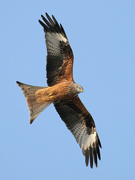 Gegen meckern hilft auch das Flugbild der Vögel. Hier seht Ihr einen roten Milan. Foto: ThKraft Lizenz: Creative Commons by-sa 3.0 de; Wikipedia