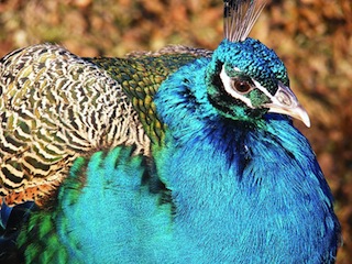 So einen Vogel trefft Ihr in der freien Wildbahn wahrscheinlich selten. Doch seine Federn sind extrem markant. Foto: Jansenj. at wikipedia.de Lizenz: Creative Commons by-sa 3.0 de