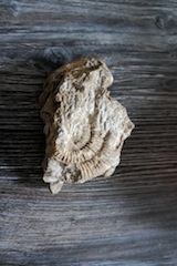 Fossilien mit Kinder präparieren ist hochspannend! Foto (c) Kinderoutdoor.de