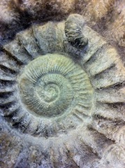 Fossilien sind das aufregendste Naturmaterial. Foto (c) Kinderotudoor.de