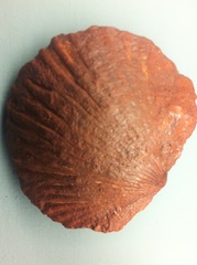 Fossilien sind ein guter Grund, mit den Kindern in die Bücherei zu gehen. Dort gibt es Sachbücher ür die Kleinen über die Erdgeschichte. Foto (c) Kinderoutdoor.de